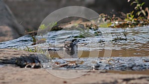 White wagtail, small bird with long tail, bathes in stream at sunset