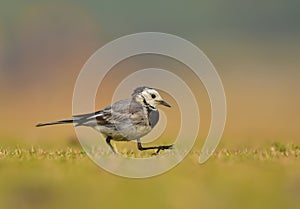 The white wagtail with grass photo