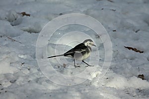 Pied Wagtail walking on snow in dappled sunshine photo