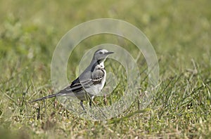 A white wagtail feeding on grasses photo
