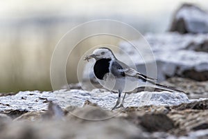 White Wagtail in southern Oland Island, Sweden