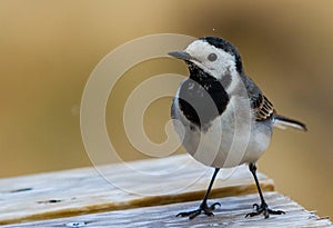 White Wagtail