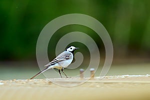 White Wagtail standing on a footbridge near a pond