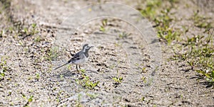 White Wagtail standing on Gravel Road