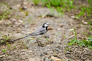 White wagtail stands on stony ground against the background of g