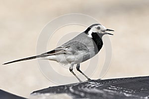 White wagtail on a summer day