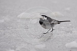 White wagtail walking on a frozen lake.