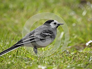 White Wagtail walking through the grasses of a city