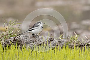 white wagtail on a winter morning