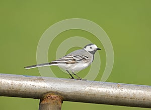 White Wagtail, Witte Kwikstaart, Motacilla alba