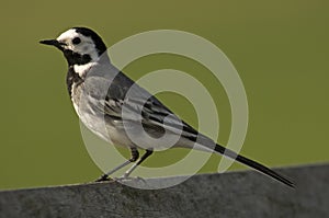 White Wagtail, Witte Kwikstaart, Motacilla alba