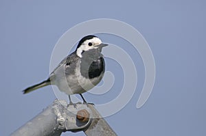 White Wagtail, Witte Kwikstaart, Motacilla alba