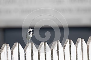 White wagtail on a wooden fence