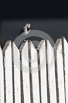 White wagtail on a wooden fence, Motacilla alba