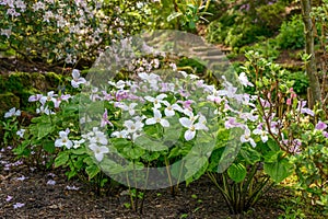 White wake-robin Trillium grandiflorum f. roseum, flowering plants