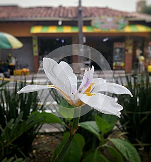 White Walking iris flower detailed petals with yellow and purple details