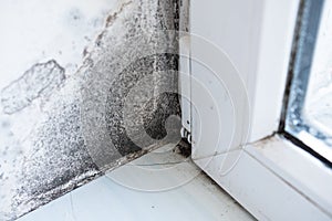 White wall with black mold. Dangerous fungus that needs to be destroyed. Black mold buildup. The problem of ventilation