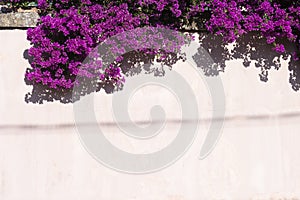 White wall with a blooming Bougainvillea.