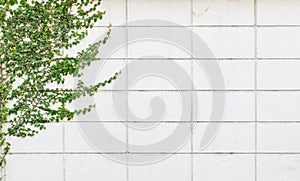White wall with a climbing plant