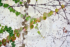 White wall with green leaves
