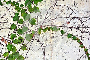 White wall with green leaves