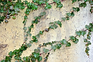 White wall with green leaves