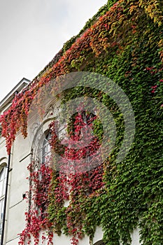 The white wall of the house, entwined with beautiful flowering plants.