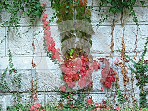 A white wall made of stone blocks covered with green ivy and red Virginia Creeper.