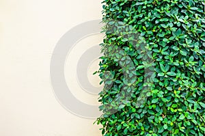 white wall with parallel vertical green plants. Natural background, Ivy leaves on wall