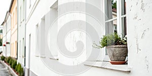 White Wall and Plant
