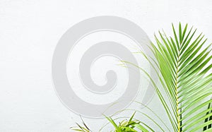 White wall and plant