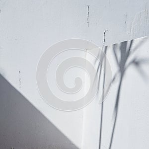 White wall with plant shadows on it - a cool picture for backgrounds and wallpapers