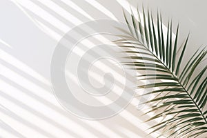 White wall in room background with palm leaves and soft shadow