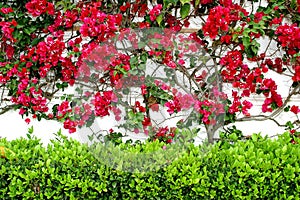 White wall in Spain with colorful red Bouganvillia creeping up and a green hedge below.