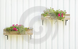 White wall with two pot of green plants