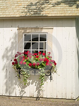 White wall, window and flowers in window box planter