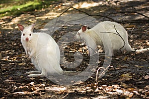 White wallabies