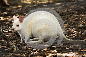 White wallaby photo