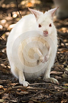 White wallaby