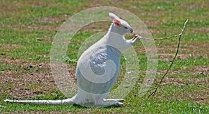 White Wallaby