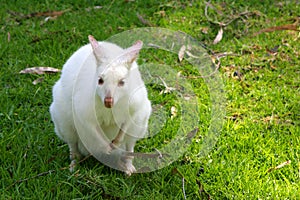 White Wallaby