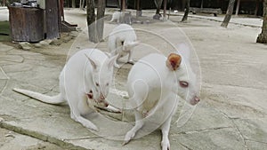 White Wallaby with baby in ventral sac with family in zoo