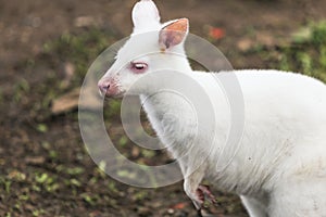 White wallaby