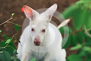 White wallaby