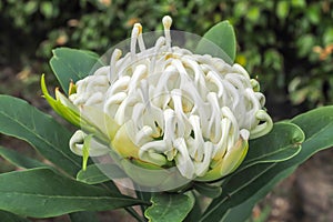 White Waratah Flower