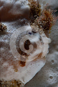 White Warty Frogfish in Lembeh Strait