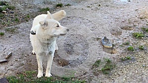 white watchdog on a chain in summer
