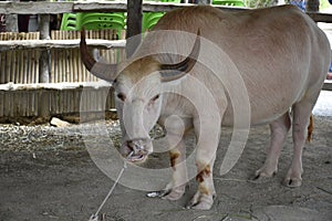 White water buffalo tropical power meat milk