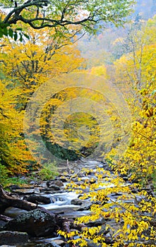 A white water creek surrounded with yellow autumn leaves in fall season.