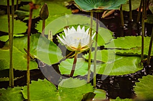 White water lilie on the water